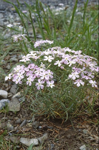 Phlox longifolia